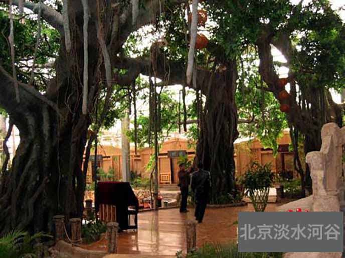 仿真榕樹制作新高度，高端的仿真榕樹制作技巧談