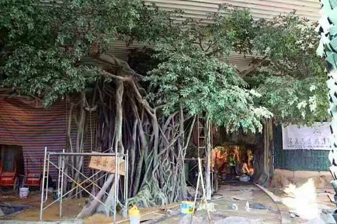 仿真榕樹批發(fā)市場怎么樣？仿真榕樹的發(fā)展前景如何？