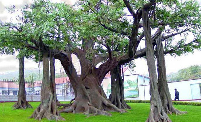 ?北京淡水河谷仿真榕樹(shù)廠家為你打造室內(nèi)外生態(tài)園林