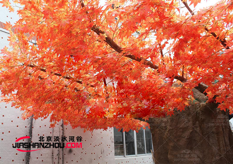 仿真樹假楓樹-露臺(tái)或花園中功能全的樹木之一