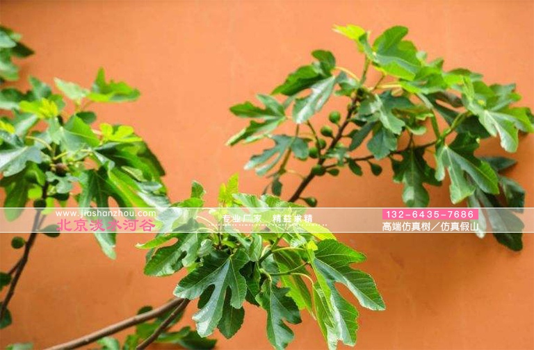 有史以來人類早種植的植物之一無花果樹景觀樹仿真樹無花果樹