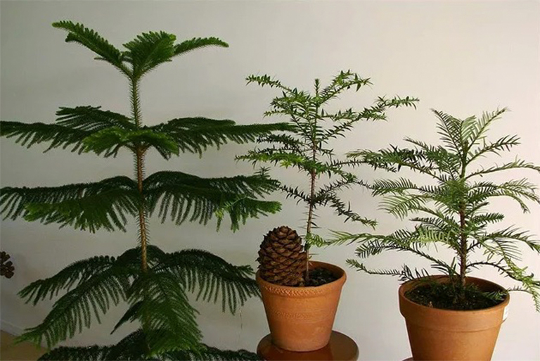 成長和照顧諾?？藣u松-偉大的容器生長的針葉樹屋植物