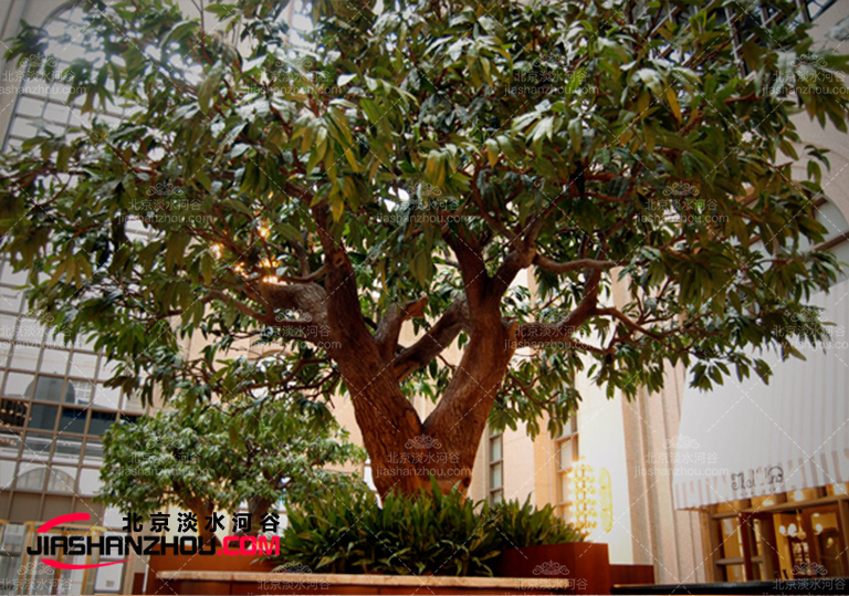 仿真樹唯我尊質(zhì)量剛剛的不相信進(jìn)來看