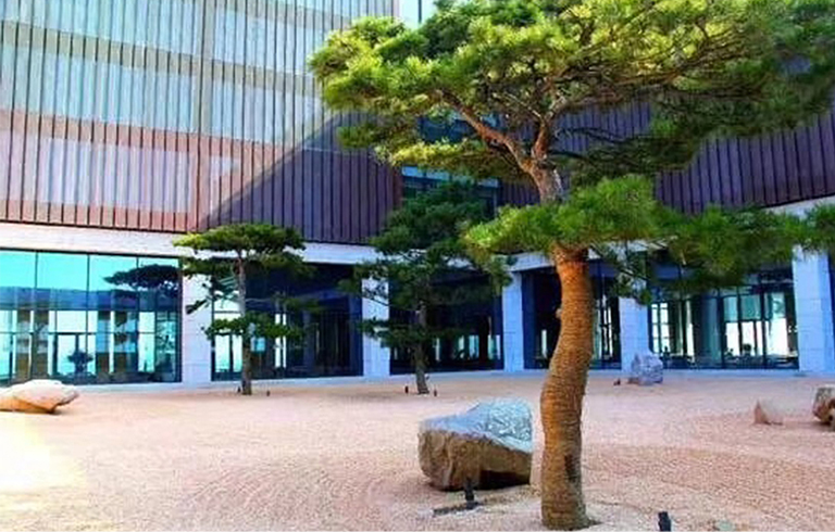 5張高仿真松樹(shù)讓您體驗(yàn)匠人神