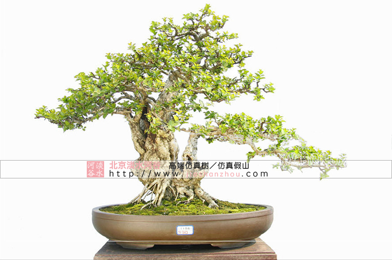 關(guān)于盆景的基礎(chǔ)知識(shí) 仿真樹(shù)廠家有話要說(shuō)