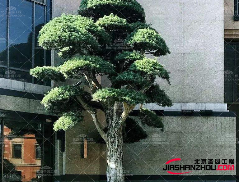 仿真樹這是訪問巴黎并了解室內(nèi)設(shè)計(jì)界新趨勢的好時(shí)機(jī)