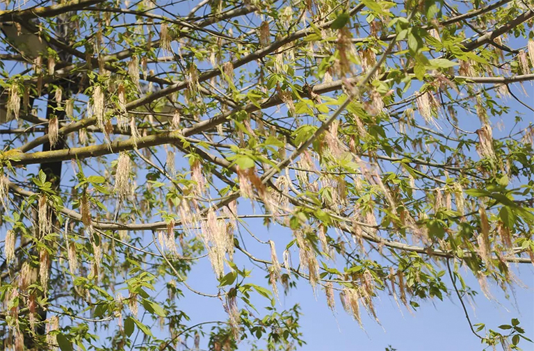 灰燼楓木樹(shù)