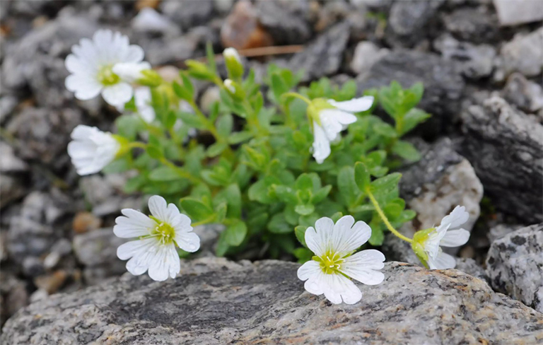 調遣生長在一個巖石區(qū)域的浮萍（Cerastium arvense）