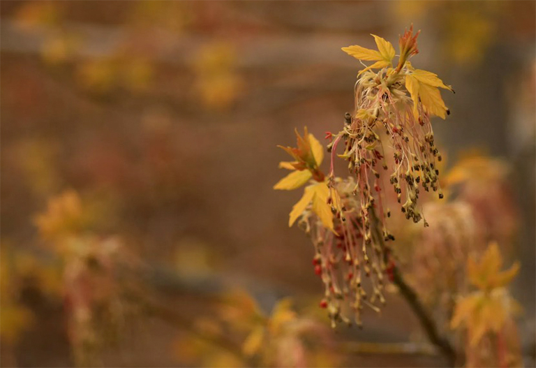 boxelder楓樹(shù)開(kāi)花