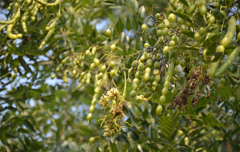 樹(shù)木種子繁殖要點(diǎn)