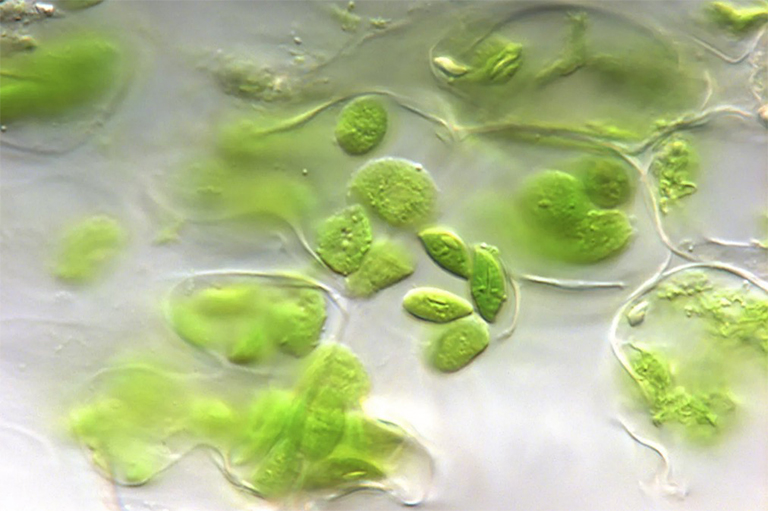 植物葉綠體.jpg 植物葉綠體