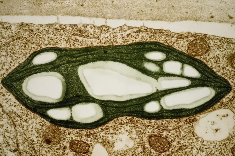 葉綠體.jpg 葉綠體